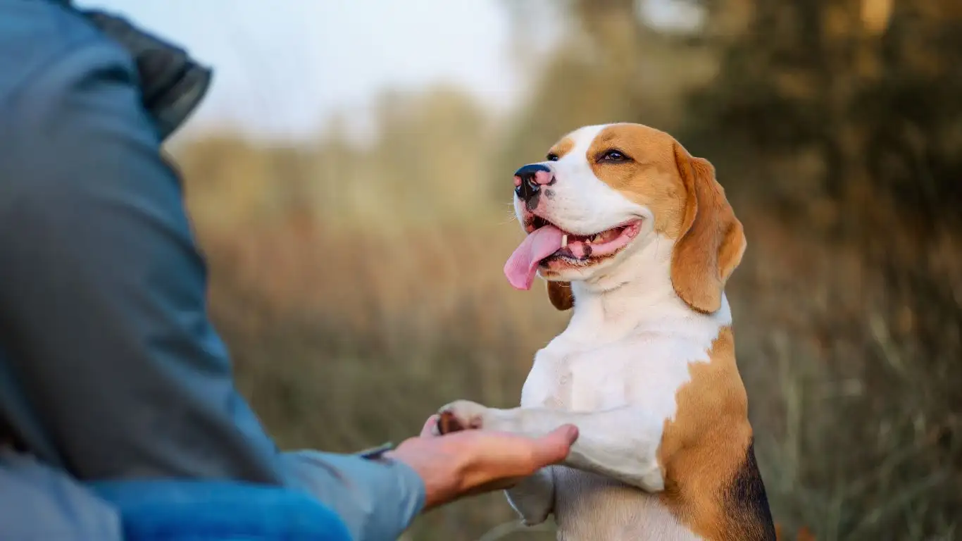 Dog Trainer Working on Doorbell Desensitization