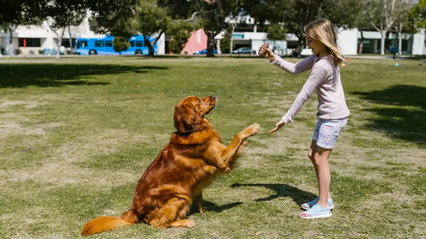 Dog Training Session Outdoors