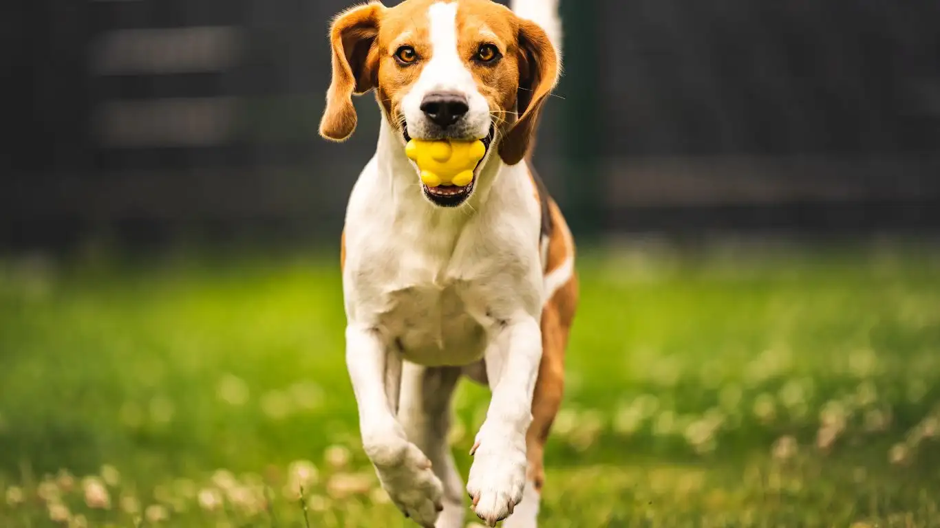 Stop Dog Barking at the Door Fast! Proven Trainer Tips