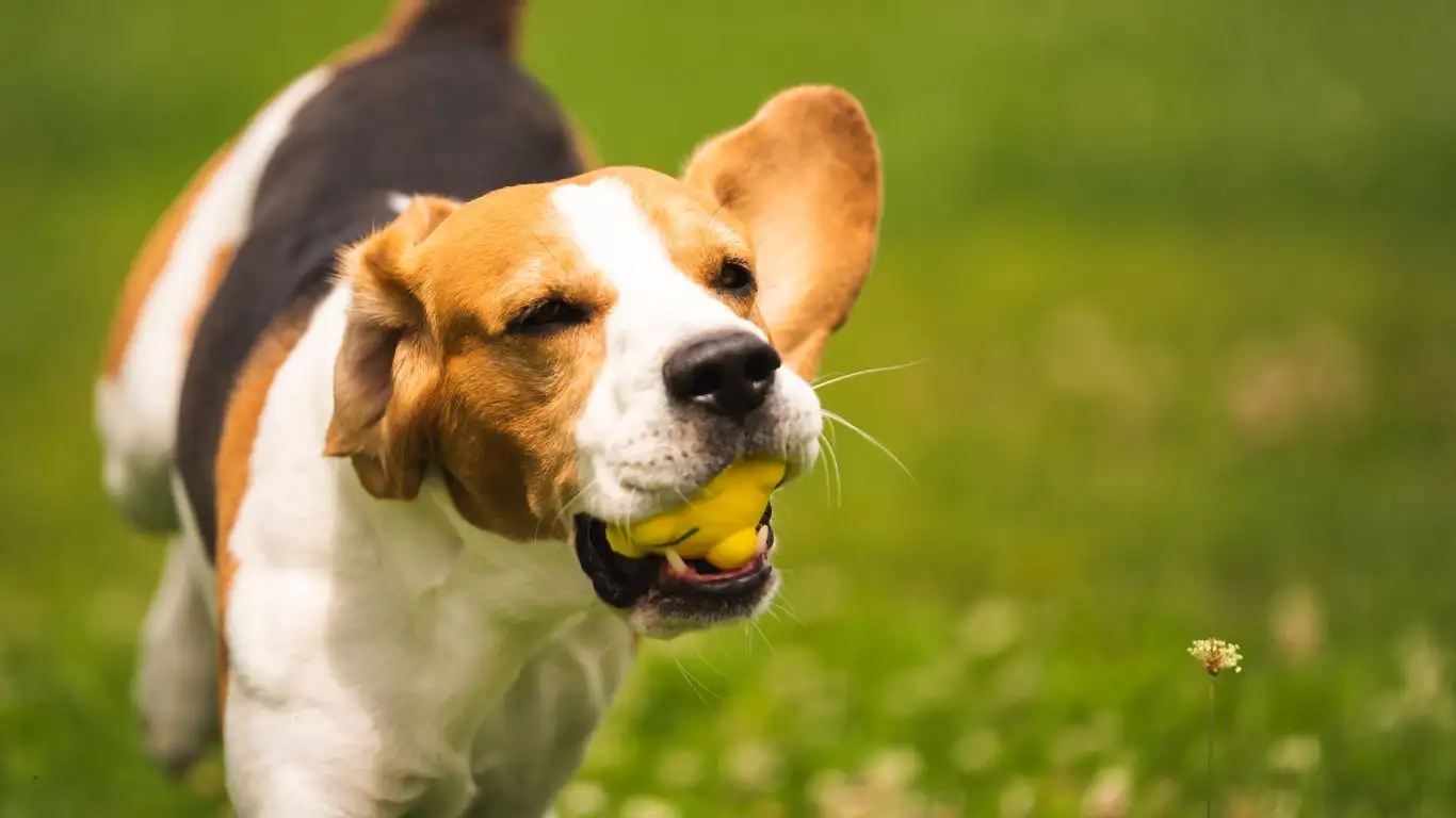 Trainer setting boundaries with dog guests