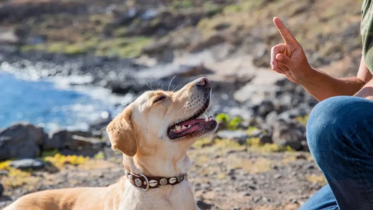 Stop Your Dog from Digging: Proven Trainer Tips That Work!