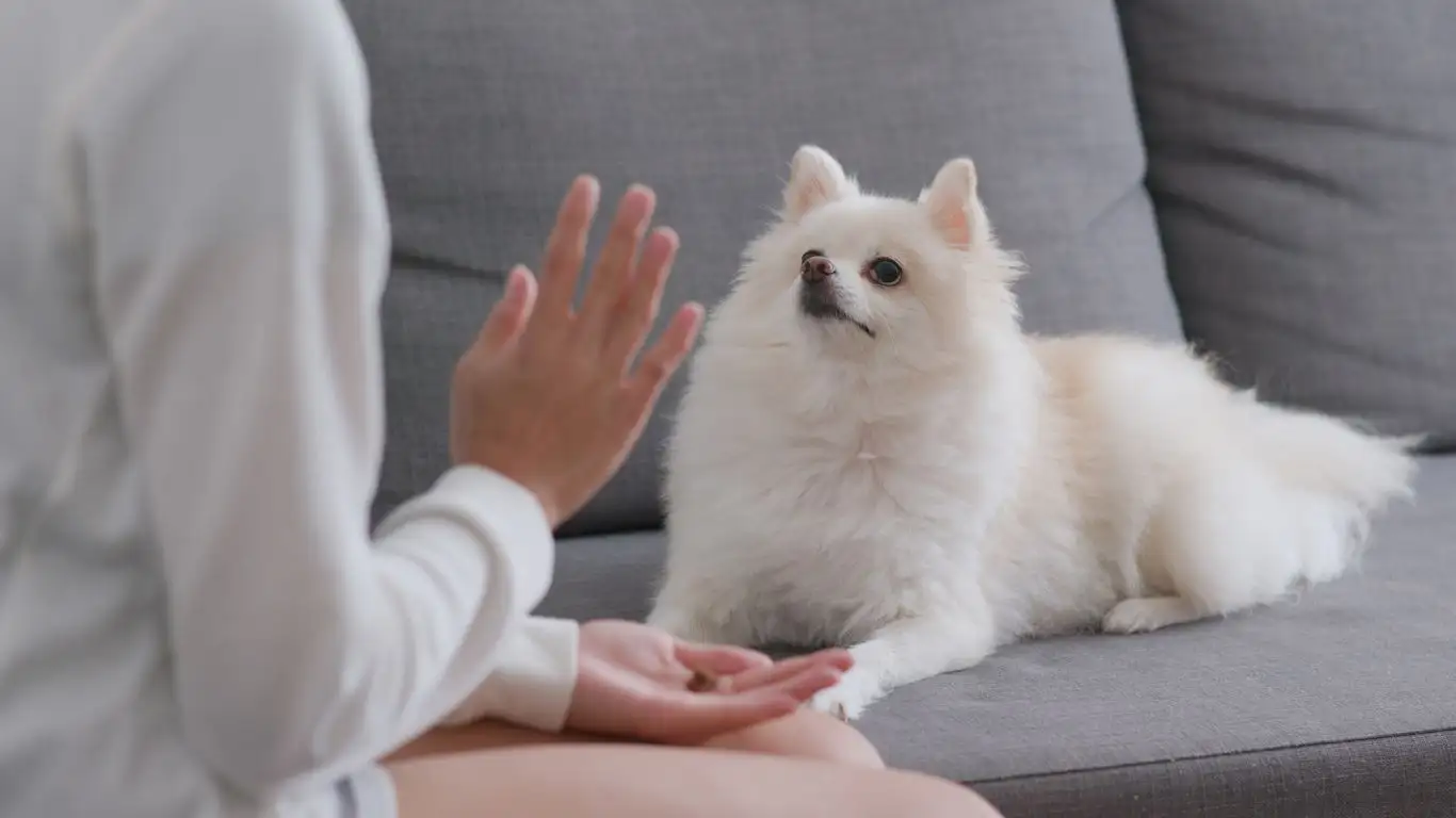 Dog trainer using positive reinforcement