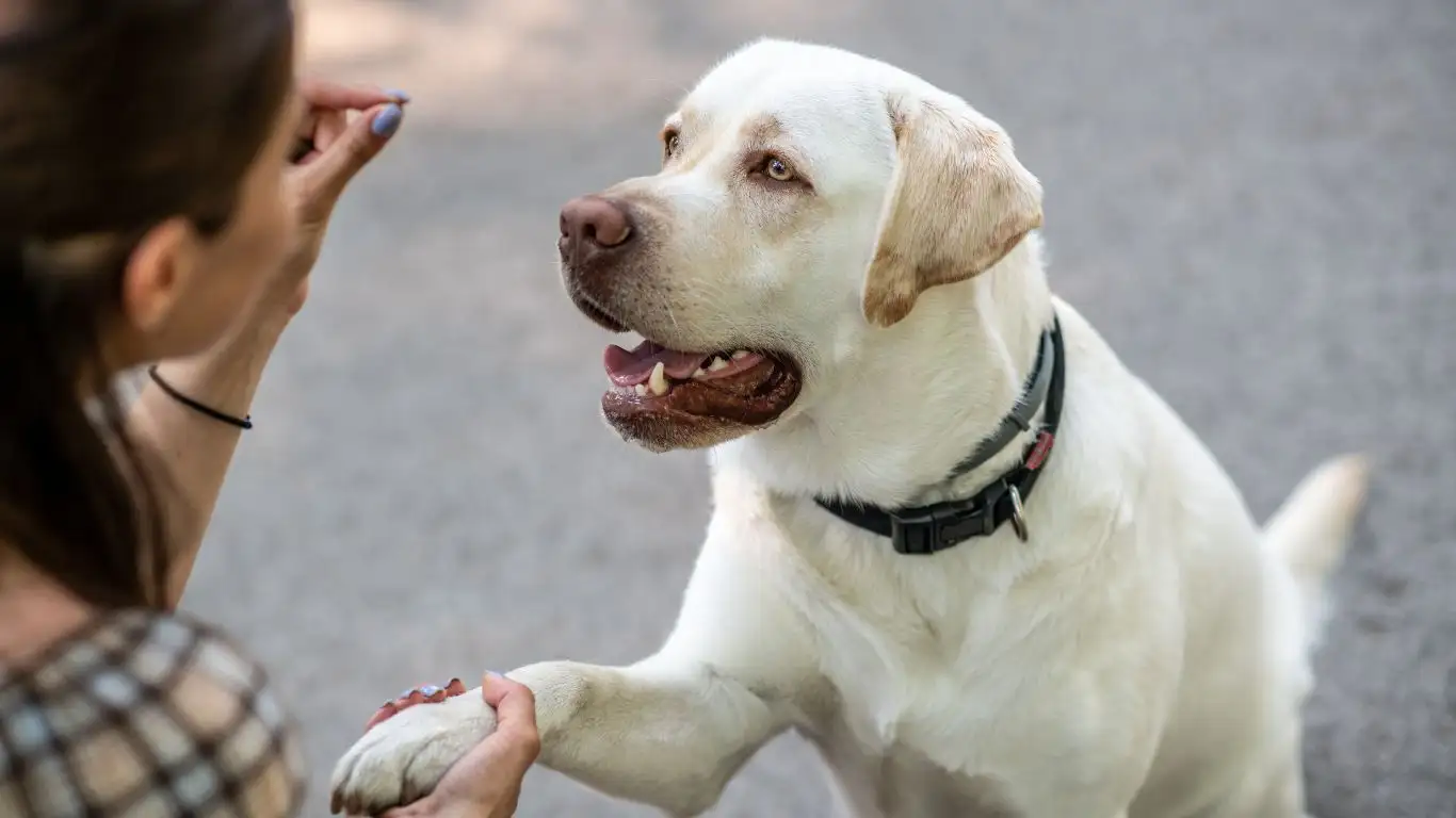 Dog training session in progress