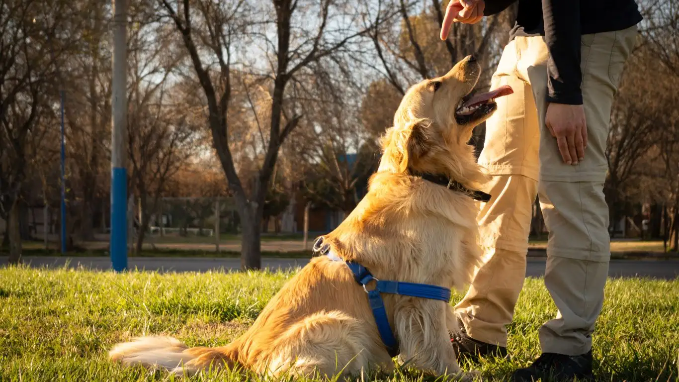 Tailoring Dog Training to Individual Needs