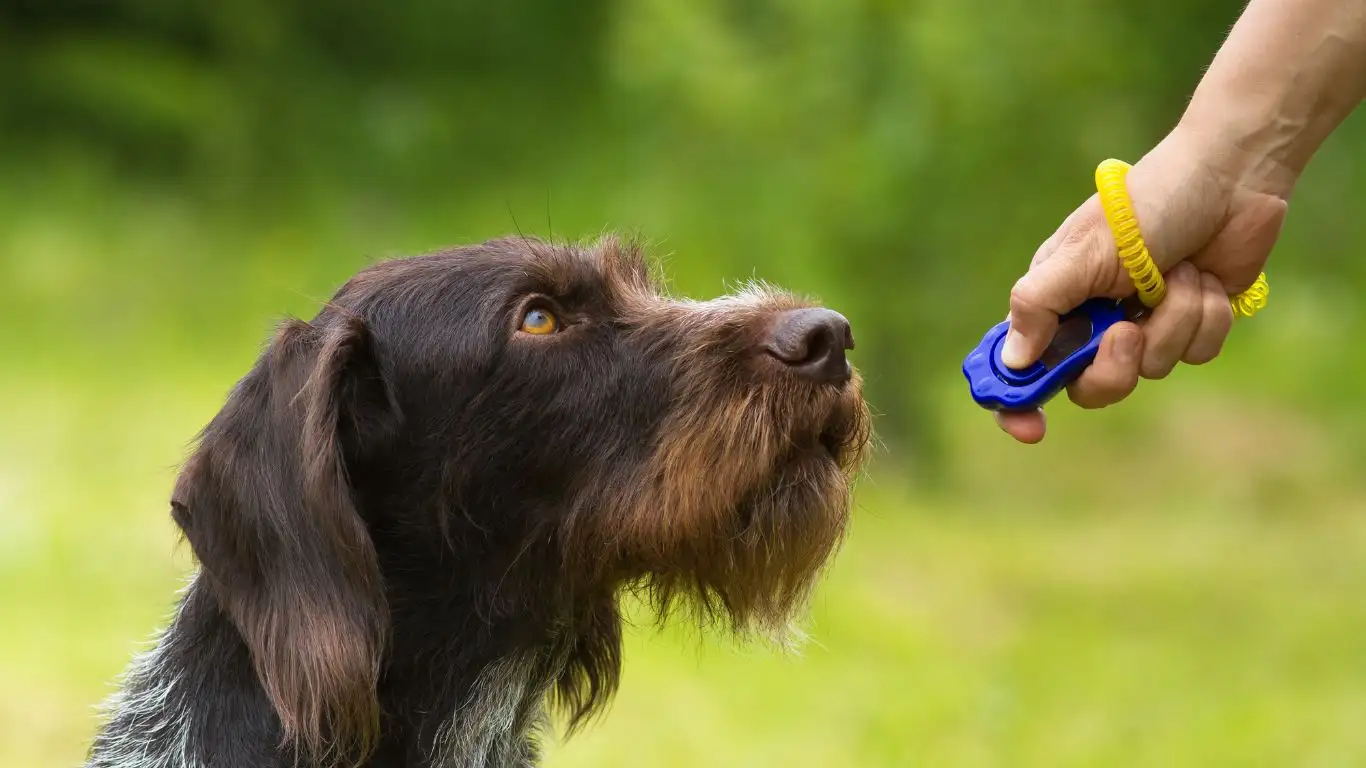 Dog Trainer Helping with Barking Issues