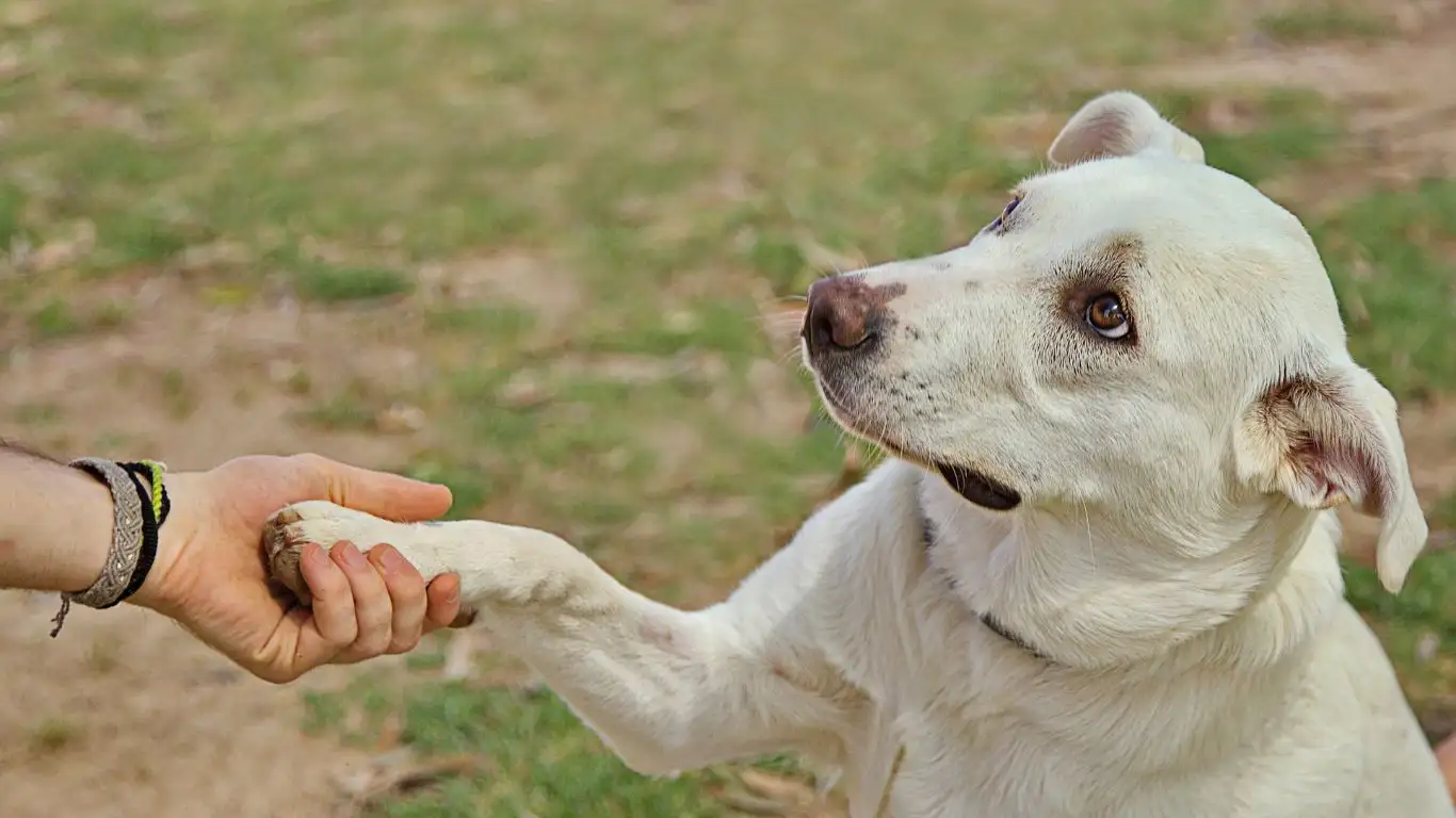 A dog sitting while responding to a clicker command