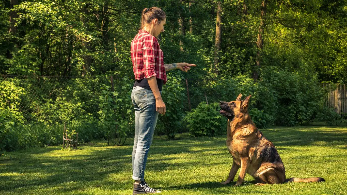 Dog staying on a mat during training session