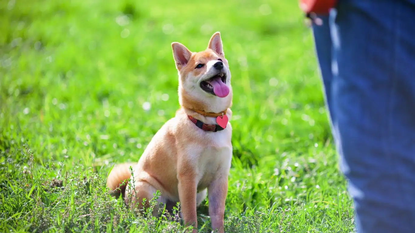 Trainer using advanced hand signals with a dog