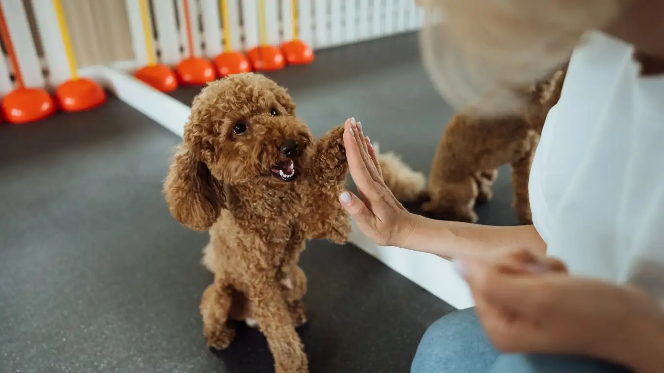 Consulting a vet about coprophagia