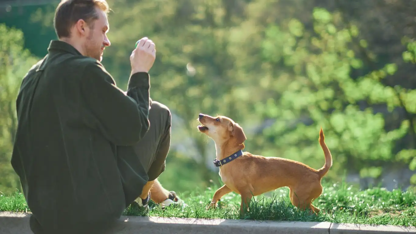 Train Your Dog to Stay Home Alone Stress-Free: Proven Methods