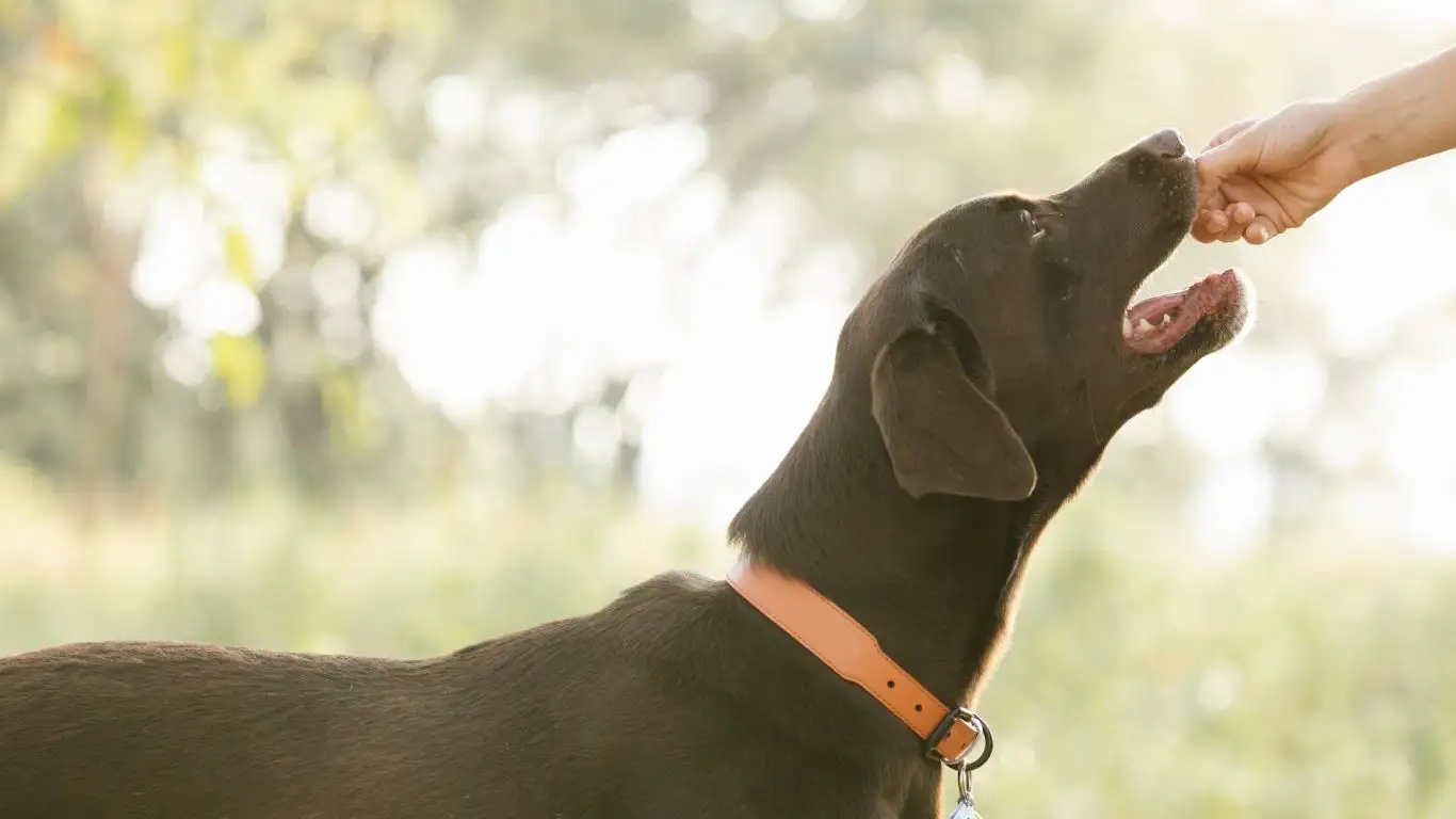 How to Train Your Dog to Fetch and Drop: Easy, Effective Techniques