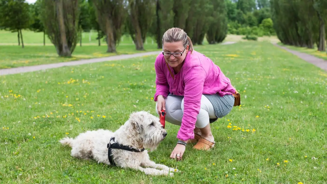 Dog staying in one place during training