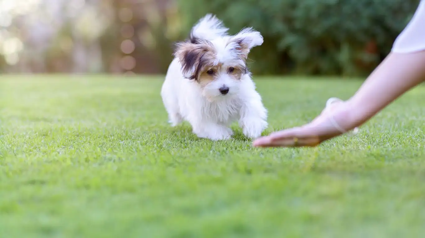 A dog looking up at a trainer holding a clicker