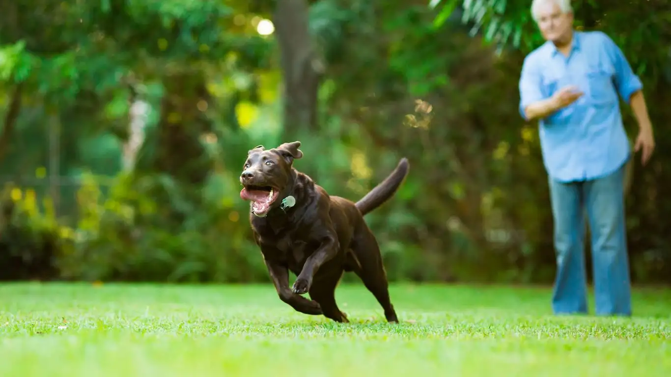 Puppy being rewarded for potty training success