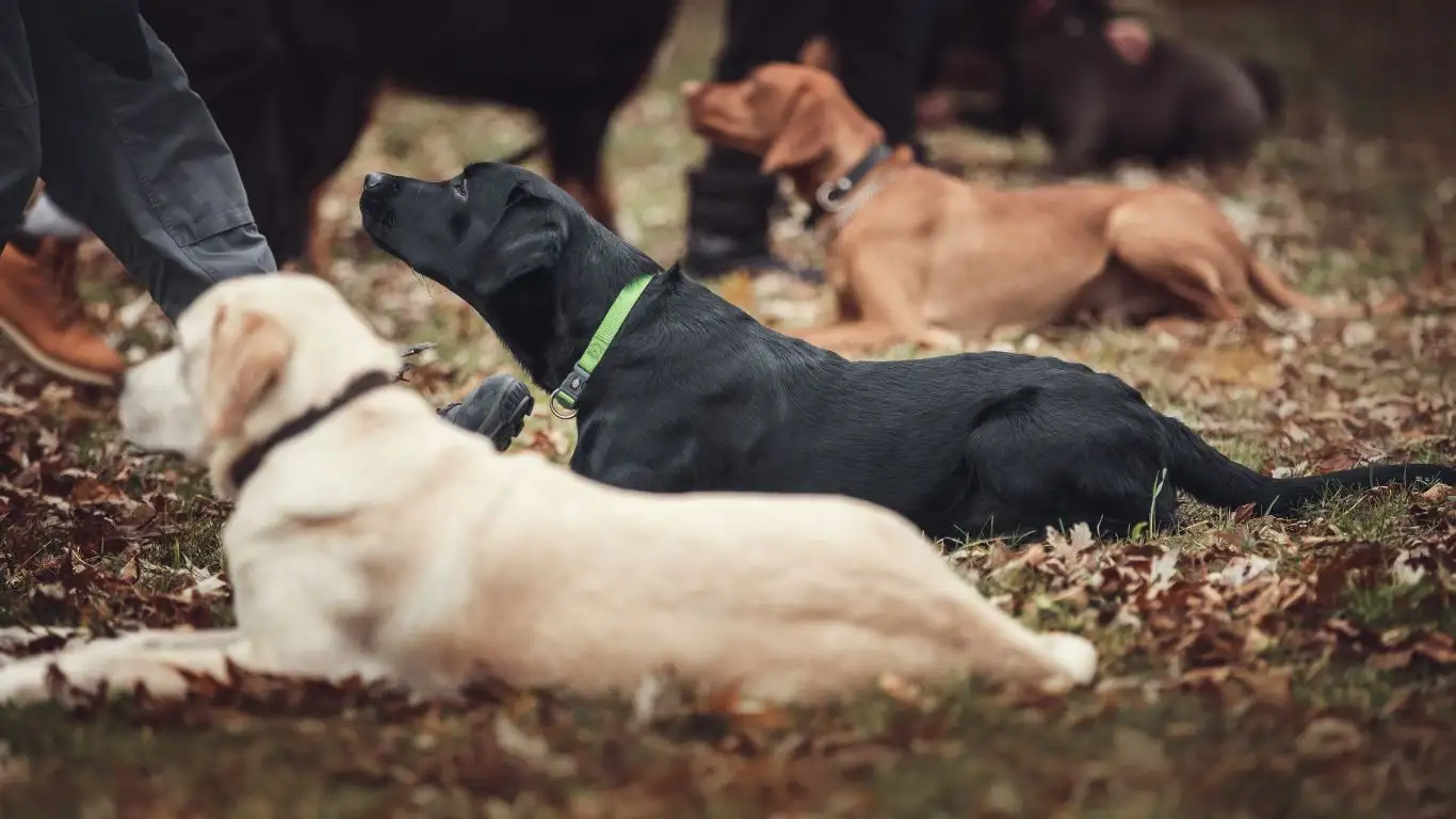 Dog resting comfortably in a cozy space